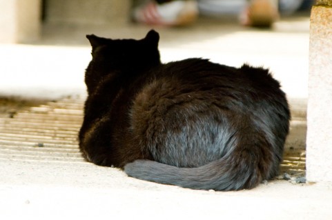 黒猫いじめ画像